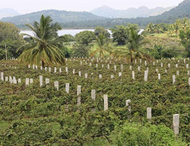 The wine tour at Soma Vineyard